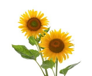 Photo of Beautiful bright blooming sunflowers on white background