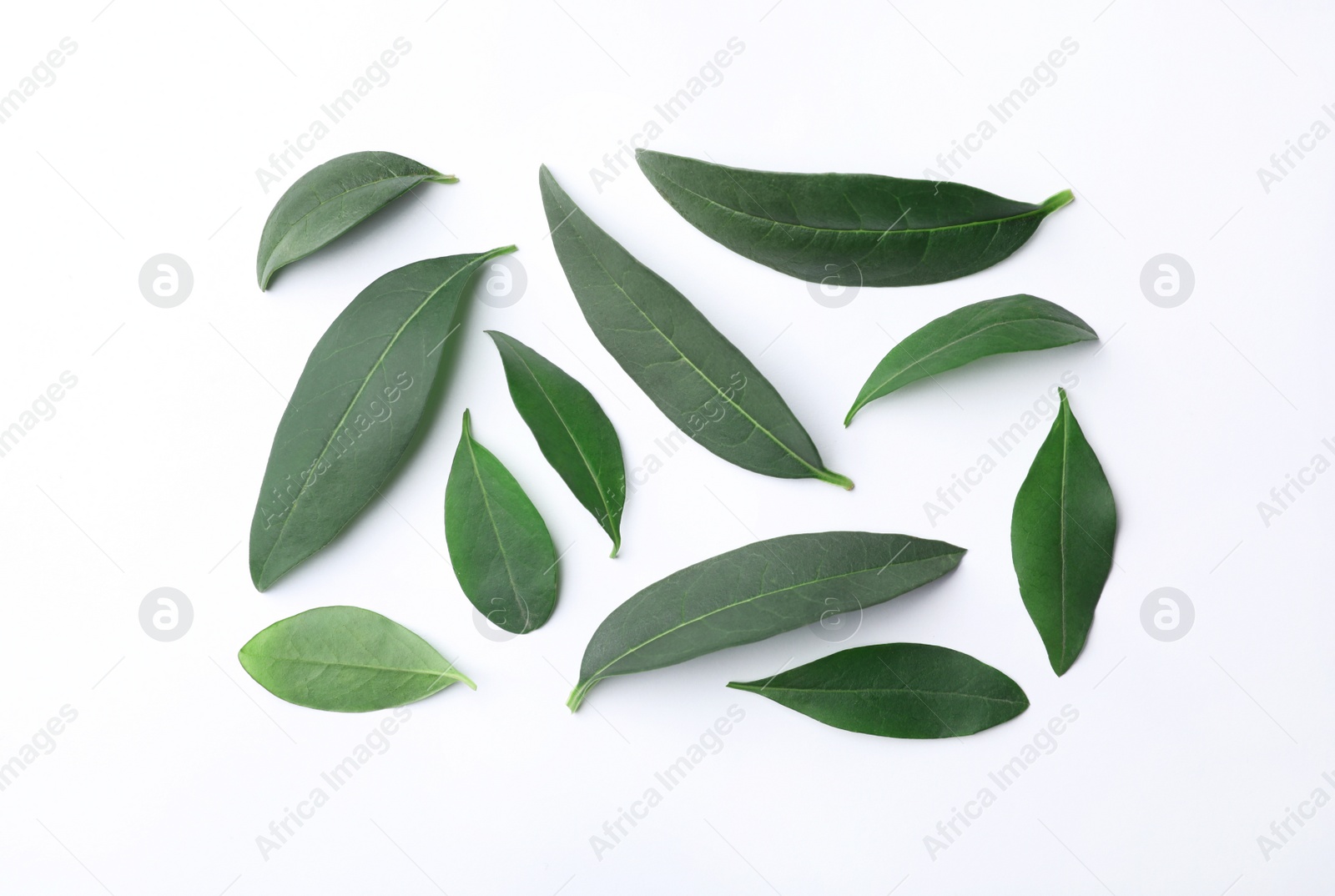 Photo of Fresh green citrus leaves on white background, top view