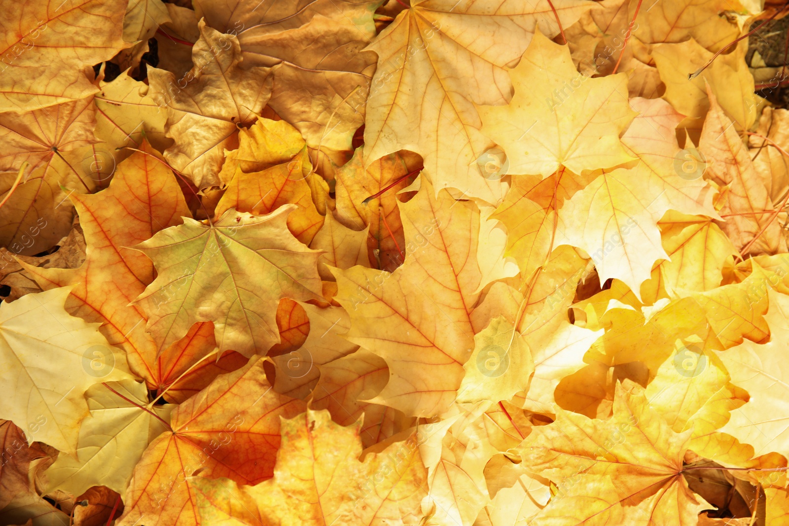 Photo of Dry fallen autumn leaves on sunny day as background