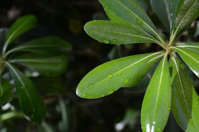 Photo of Closeup view of green leaves with water drops outdoors, space for text