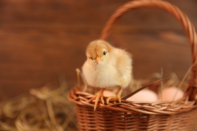 Cute chick and wicker basket on blurred background, space for text. Baby animal