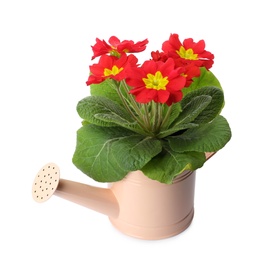 Photo of Beautiful primula (primrose) plant with red flowers in watering can isolated on white. Spring blossom