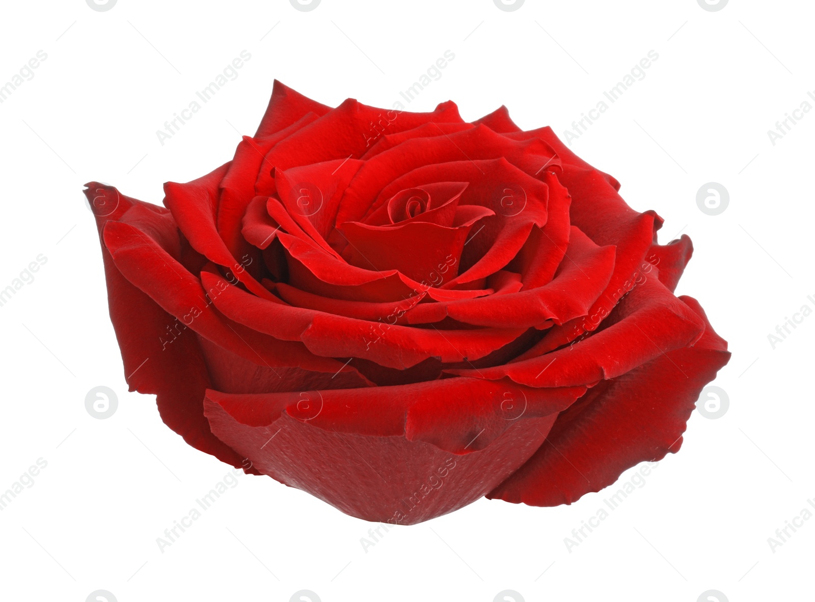 Photo of Beautiful fresh red rose isolated on white