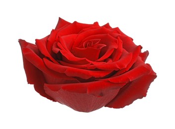 Beautiful fresh red rose isolated on white