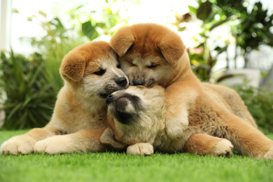 Cute Akita Inu puppies on green grass outdoors. Baby animals