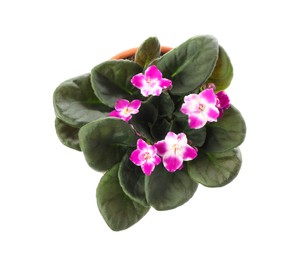 Beautiful blooming violet flower in pot on white background, top view