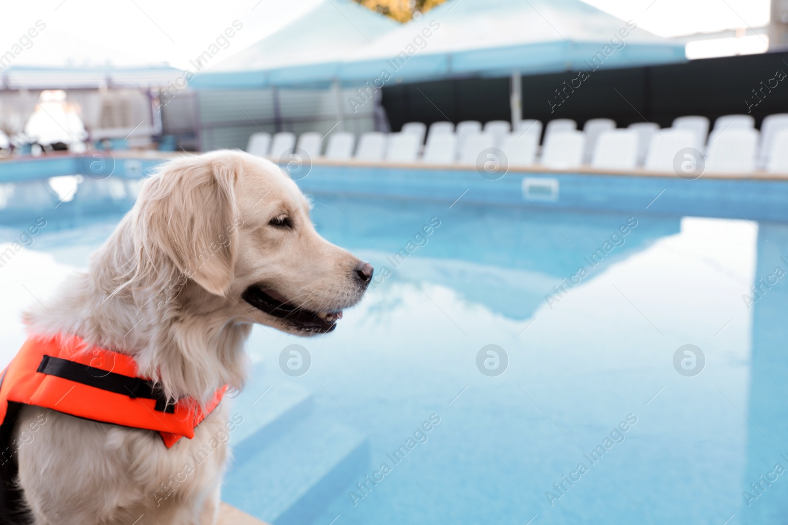 Photo of Dog rescuer in life vest near swimming pool outdoors, closeup