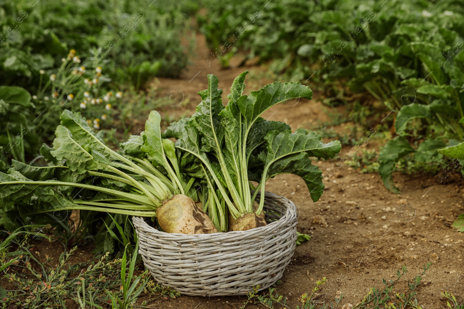 Photo of Wicker basket with fresh white beets in field