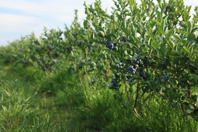 Photo of Blueberry bushes growing on farm outdoors, space for text. Seasonal berries