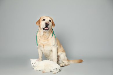 Photo of Cute Labrador dog with stethoscope as veterinarian and cat on grey background