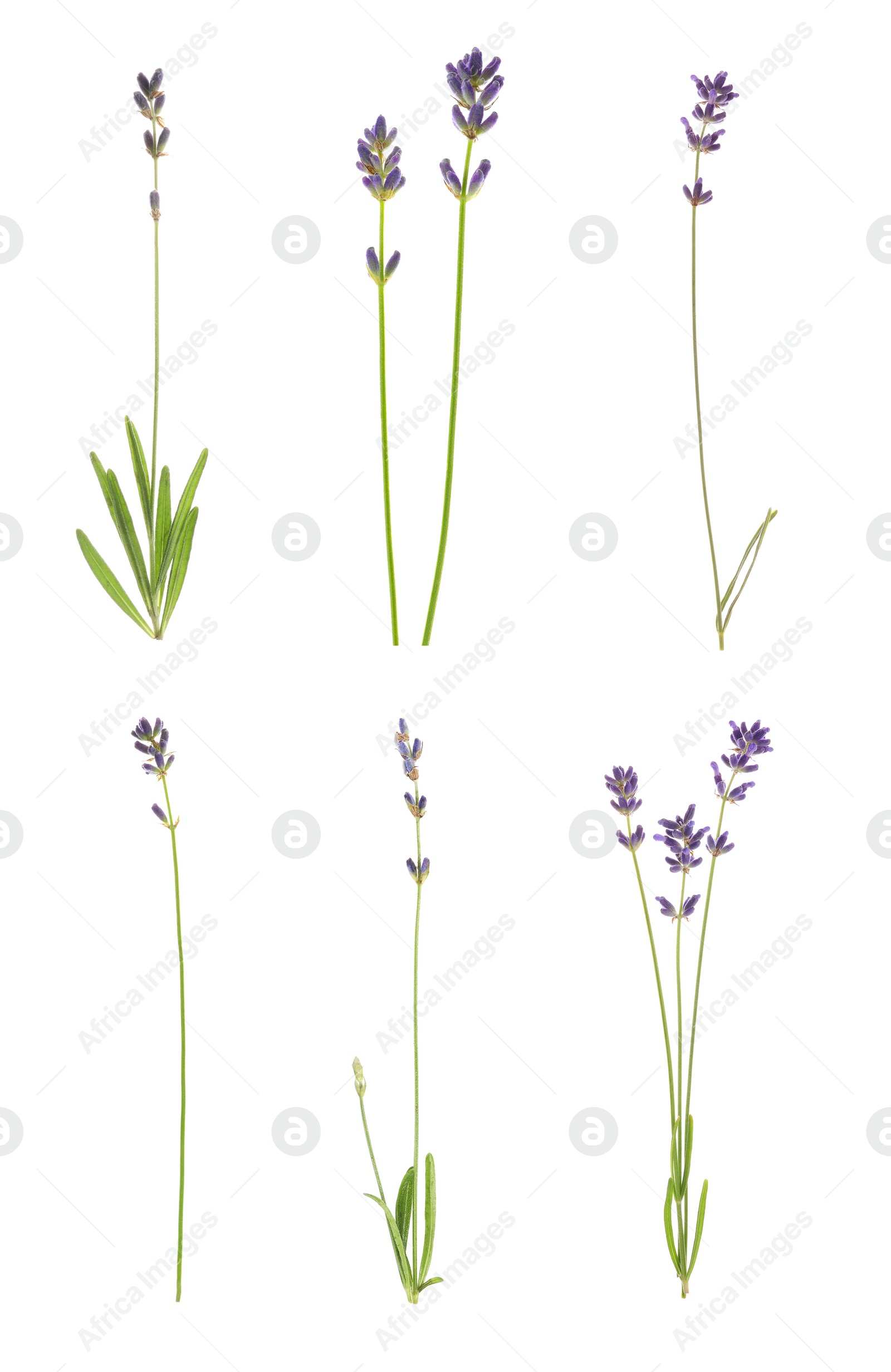 Image of Set of lavender flowers on white background