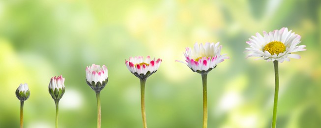 Image of Blooming stages of beautiful daisy flower on blurred background