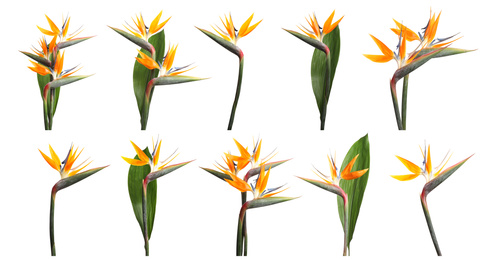 Set with beautiful Bird of Paradise tropical flowers on white background. Banner design