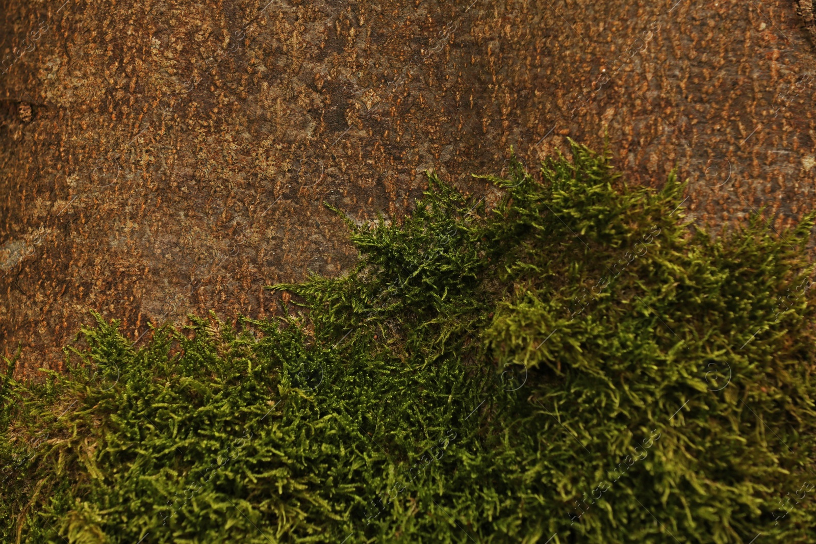 Photo of Green moss on tree bark, closeup view