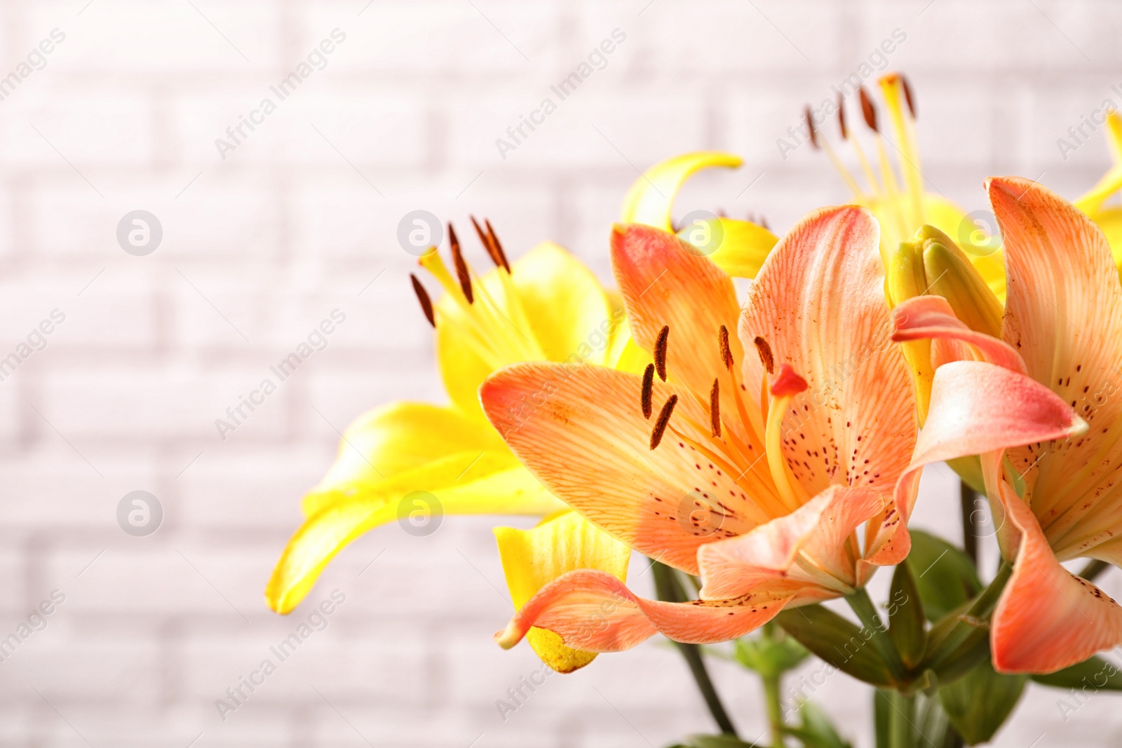 Photo of Beautiful blooming lily flowers on brick wall background