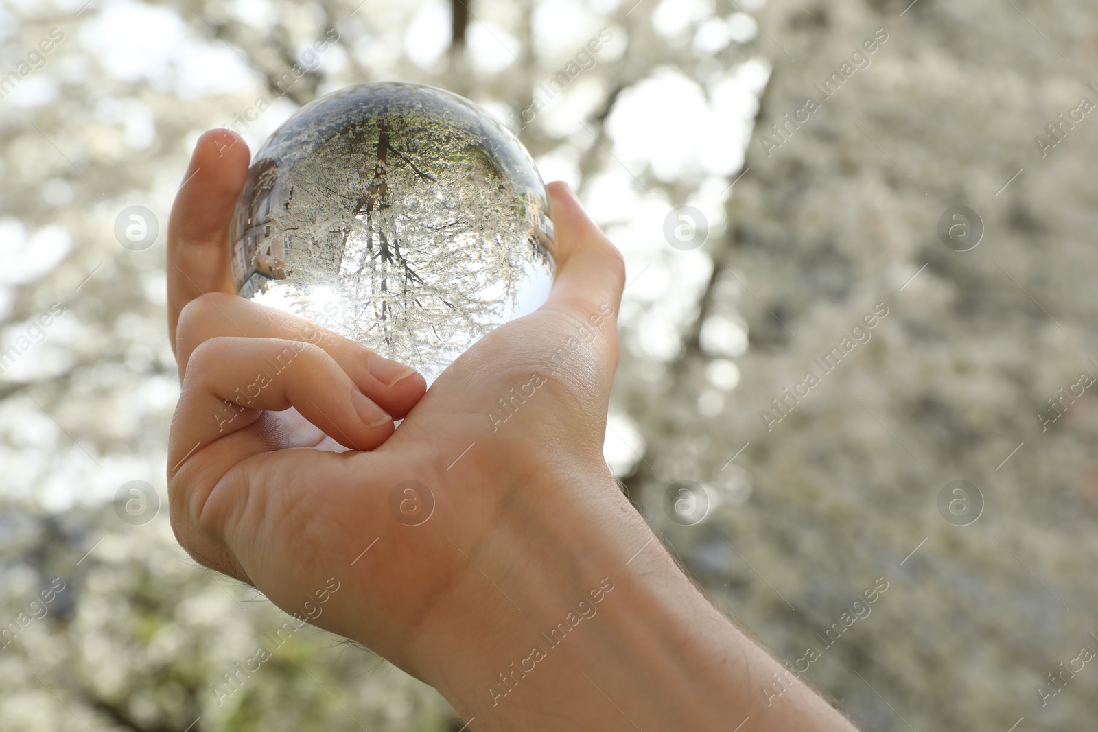 Photo of Beautiful tree with white blossoms outdoors, overturned reflection. Man holding crystal ball in spring garden, closeup. Space for text