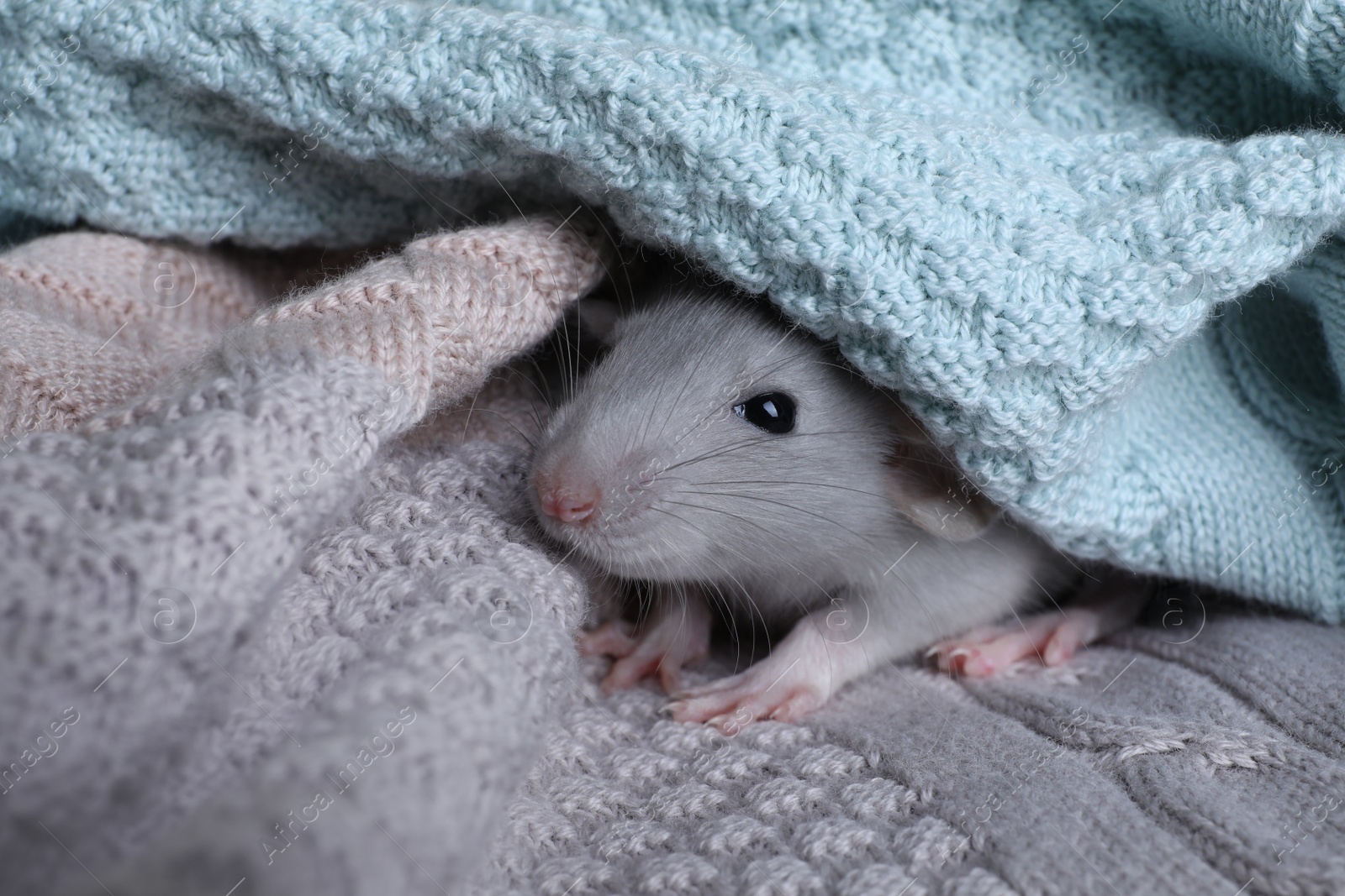 Photo of Cute small rat wrapped in knitted plaid, closeup