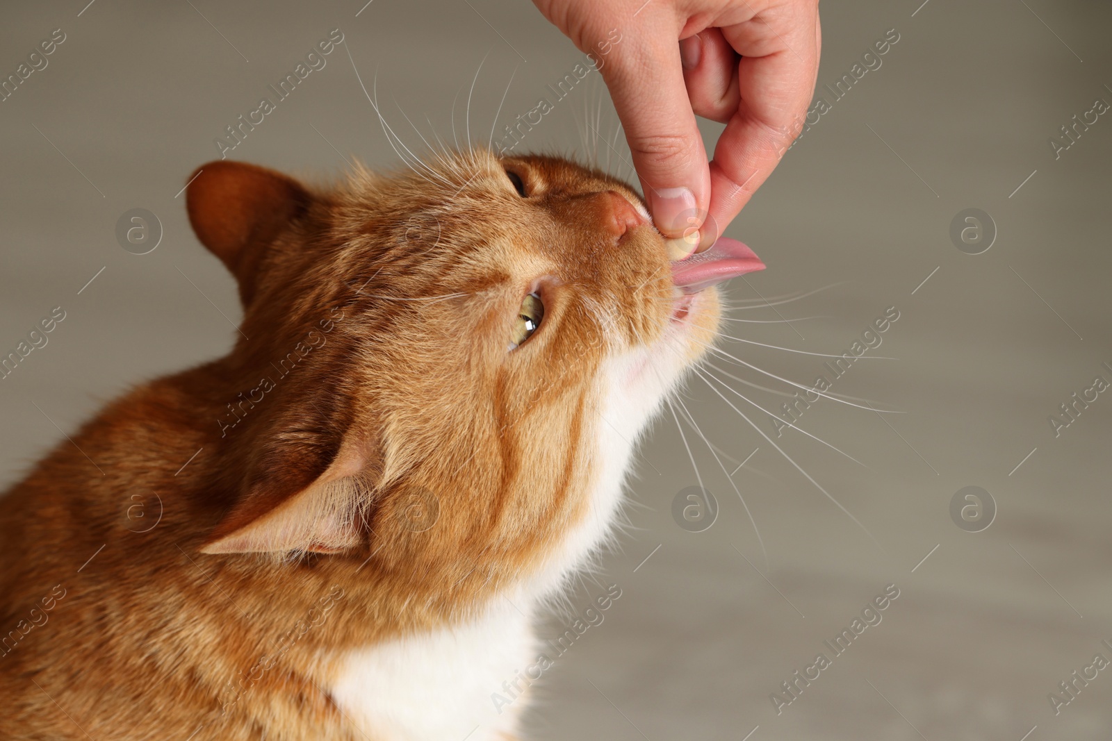 Photo of Woman giving vitamin pill to cute cat indoors, closeup. Space for text