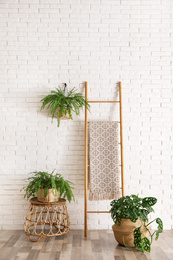 Photo of Beautiful green potted plants in stylish room interior