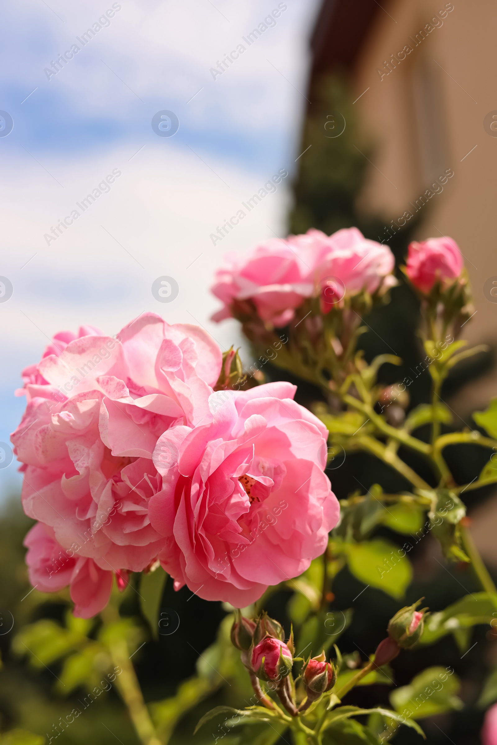 Photo of Bush with beautiful pink tea roses outdoors, closeup