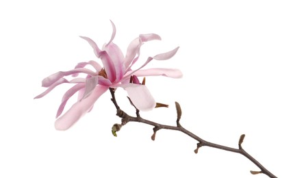 Photo of Magnolia tree branch with beautiful flower isolated on white