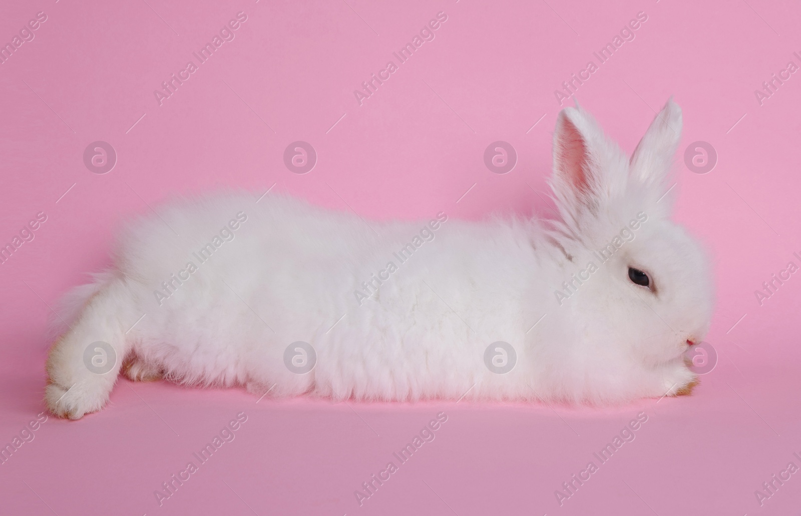 Photo of Fluffy white rabbit on pink background. Cute pet