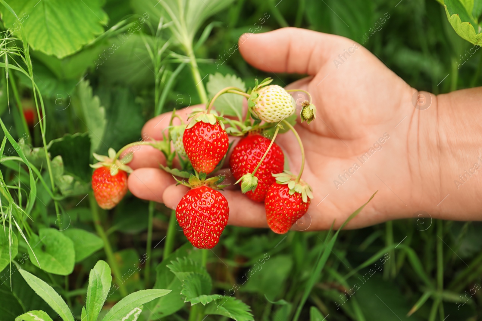 Photo of Farmer with ripening strawberries in garden