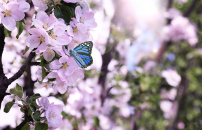 Beautiful butterfly on blossoming cherry tree outdoors