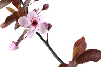 Photo of Tree branch with beautiful blossoms isolated on white. Spring season