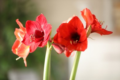 Photo of Beautiful red amaryllis flowers on blurred background, closeup