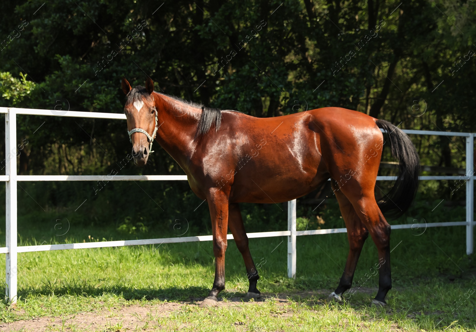 Photo of Bay horse in paddock on sunny day. Beautiful pet