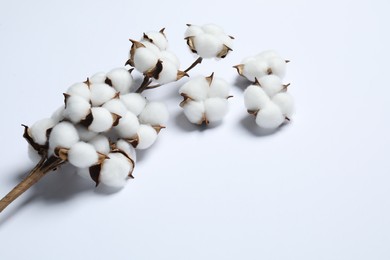 Photo of Branch with cotton flowers on white background, space for text