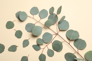 Photo of Eucalyptus branch with fresh green leaves on beige background, flat lay