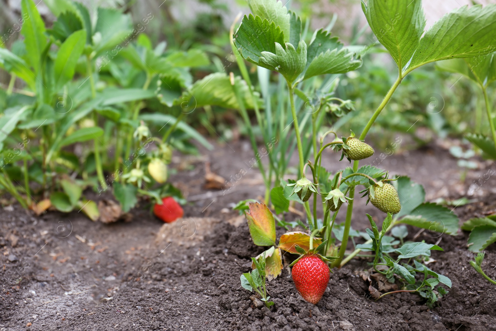 Photo of Strawberry plant with ripening fruits on ground outdoors