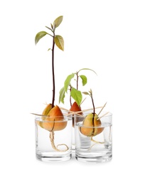 Photo of Glasses with sprouting avocado pits on white background