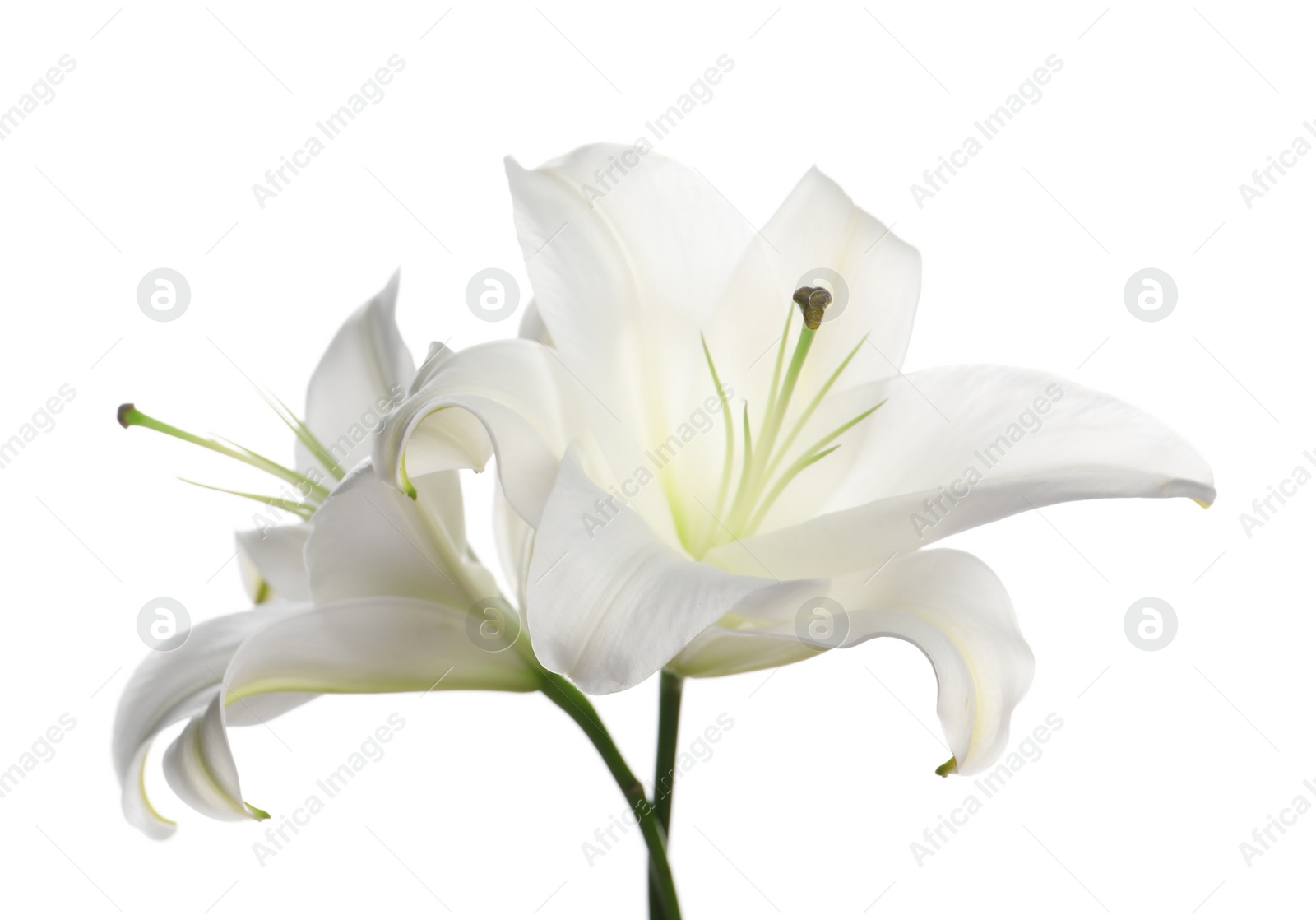 Photo of Beautiful fresh lily flowers isolated on white