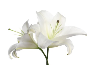 Photo of Beautiful fresh lily flowers isolated on white