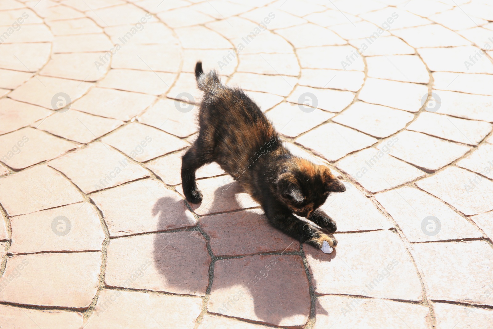 Photo of Lonely stray cat on pavement outdoors. Homeless pet