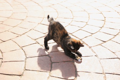 Photo of Lonely stray cat on pavement outdoors. Homeless pet