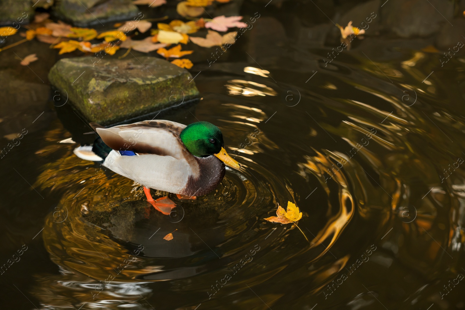 Photo of Beautiful duck in pond and yellow leaves in park