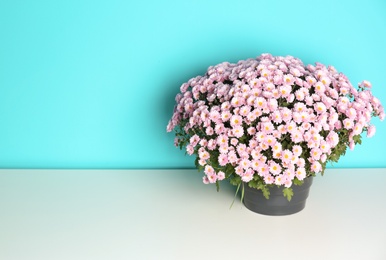 Photo of Beautiful potted chrysanthemum flowers on table against color background. Space for text