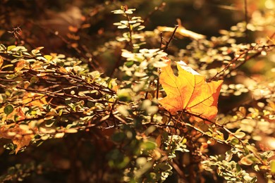 Beautiful fallen maple leaf on bush in park on sunny day
