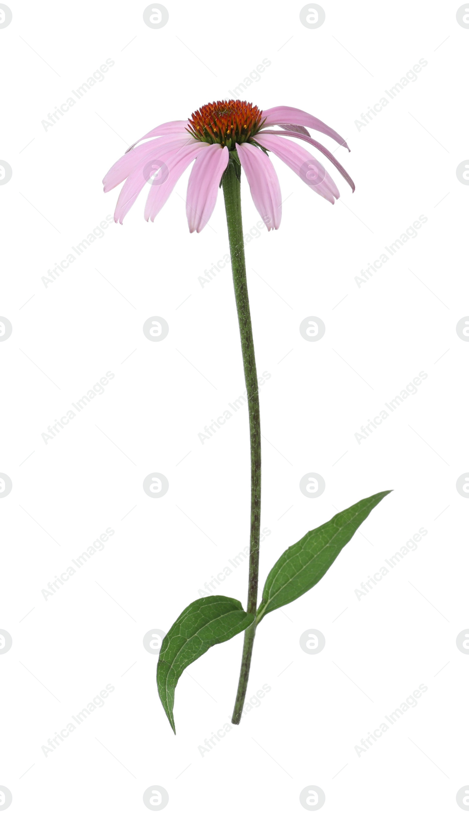 Photo of Beautiful blooming echinacea plant isolated on white