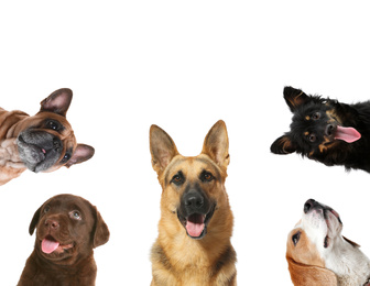 Set with different cute dogs on white background. Adorable pets