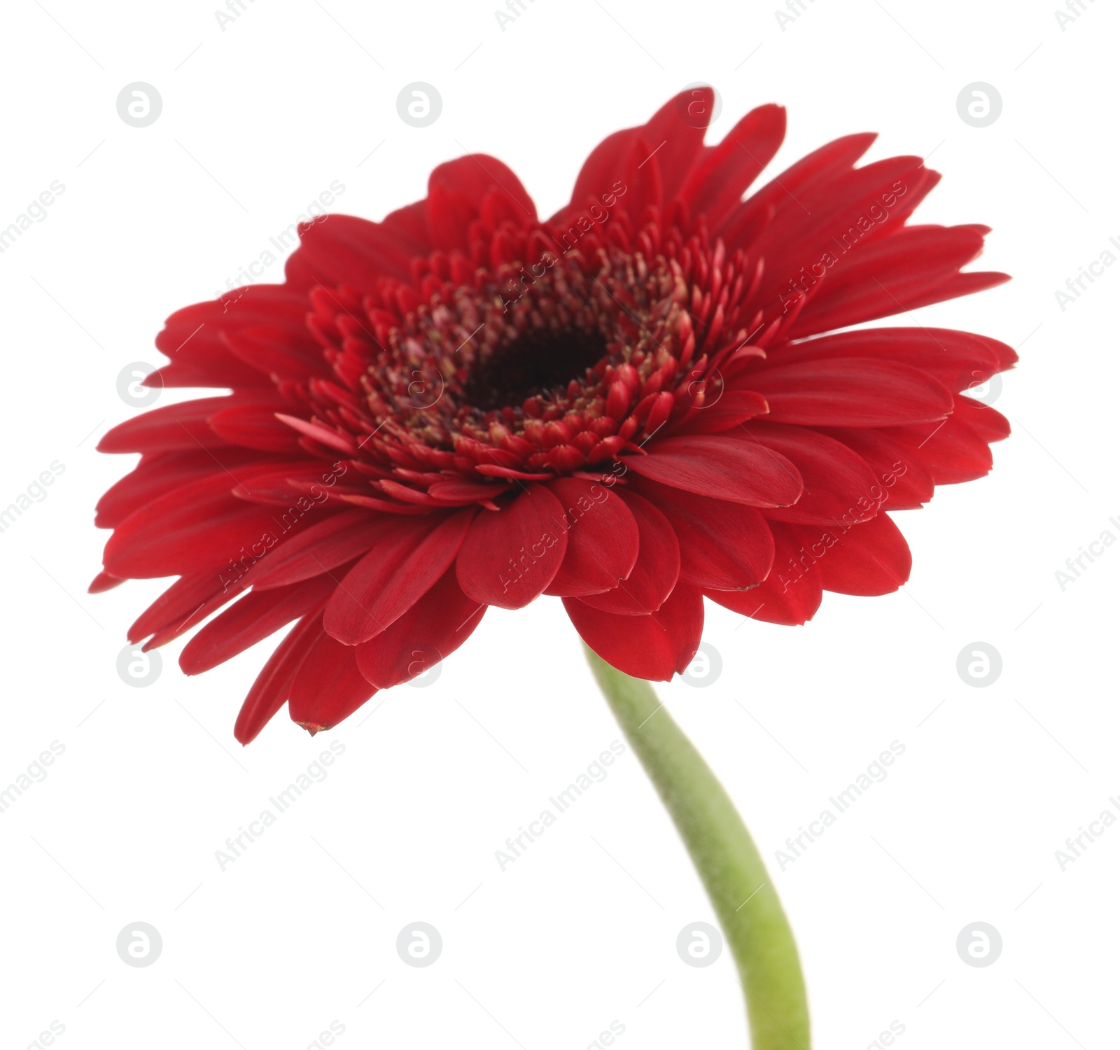 Photo of Beautiful red gerbera flower on white background