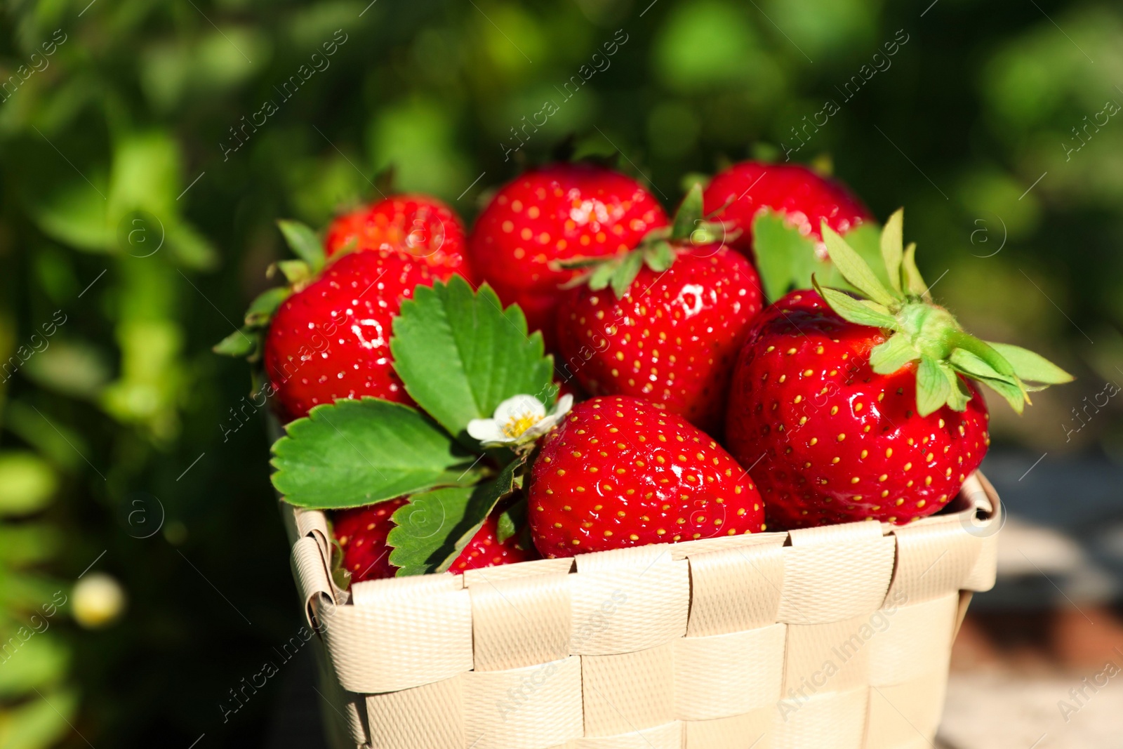 Photo of Basket of ripe strawberries outdoors on sunny day, closeup