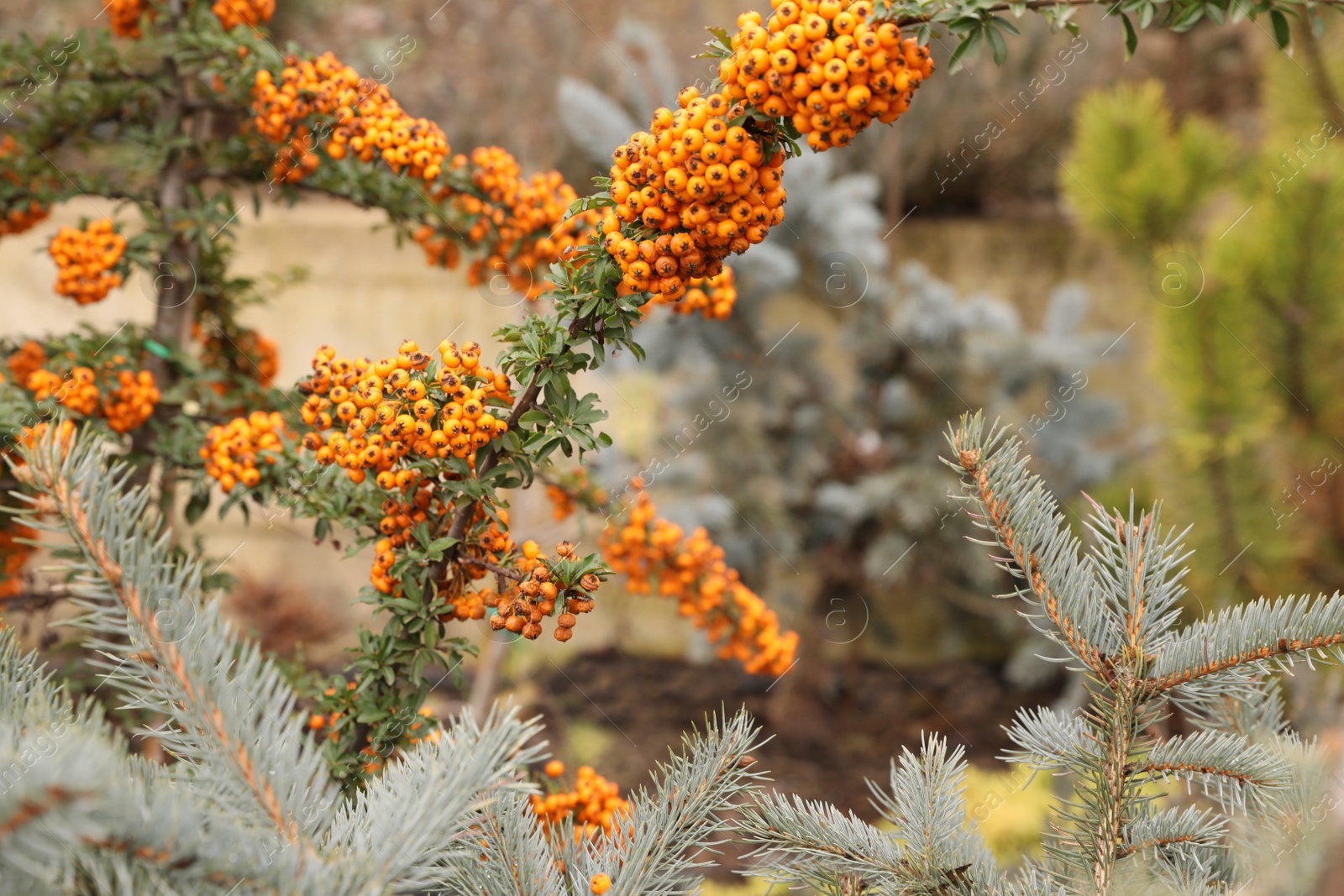 Photo of Branches with yellow pyracantha berries near fir tree