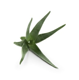 Green aloe vera plant on white background