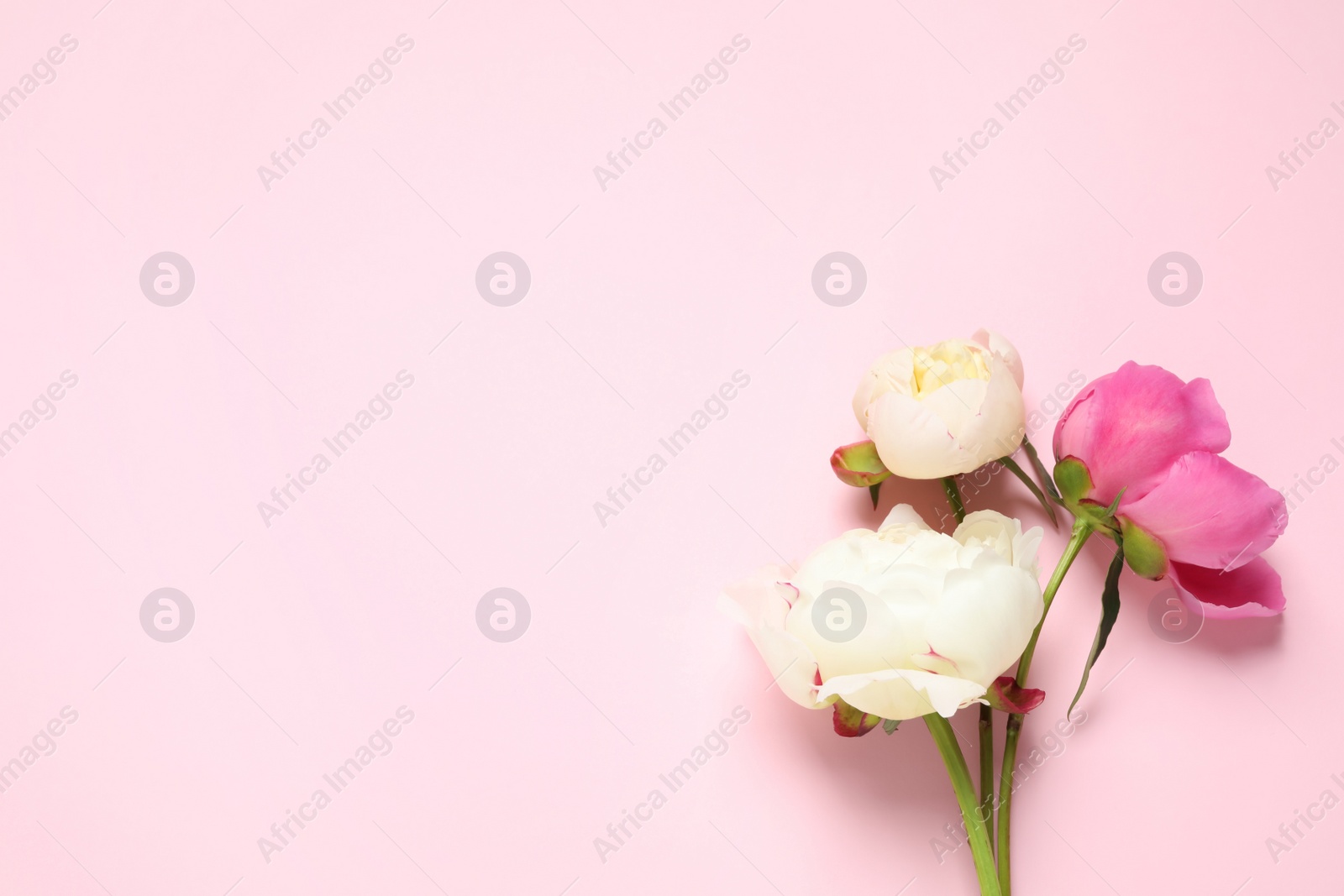 Photo of Beautiful peonies on light pink background, flat lay. Space for text