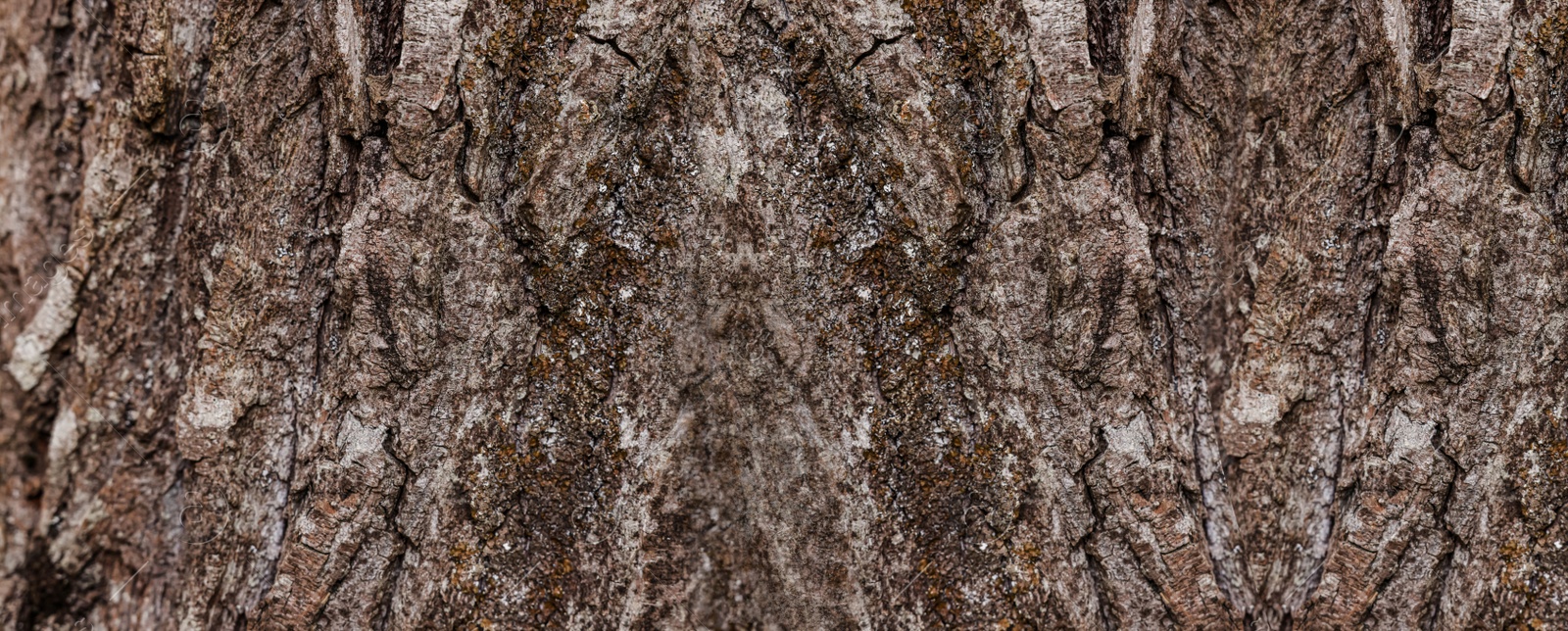 Image of Texture of tree bark as background, closeup view. Banner design